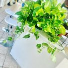 pothos cutting Devils Eyes Pothos live plant big cuttings