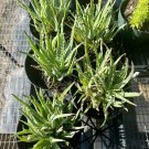 aloe vera live plants In Pot