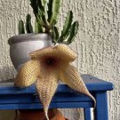rare succulents and cactus live plants In Vase
