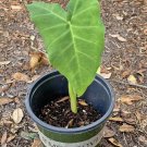 elephant ear live plant In Pot