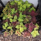 coleus plants live plants in Pot