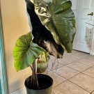 elephant ear live plant Black Color Med Size With Pot Included