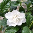 gardenia live plant Vase Included 1 Gallon Plant Fragrance Always