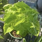 Syngonium Neon Plant In Basket Big Size Round Basket