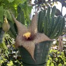 Starfish Cactus In Pot