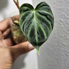 Philadendrum Verrucosum Plant Exotic In Pot