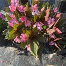 New Guinea Plant 1 Gallon Pot