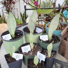 Live Plants Moonshine With Pot Included