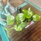 Live house plants rooted indoor plant Pothos plant