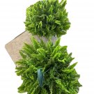 live plants for sale Helechos 6” Pot