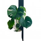 monstera live plant