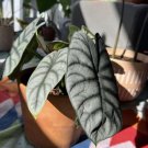 Alocasia Baginda In Vase