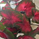 caladium plant 24” Plant in Hanging Pot Huge Size