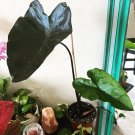 black  & Green elephant ear plant 6” Vase Medium Plant Exotic 36” Tall