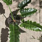 Philadendrum Jungle Boogie Large Plant In Pot Durable Full growth Inn And Out