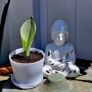moonshine snake plant In Pot