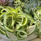 live plants indoor potted curly plant