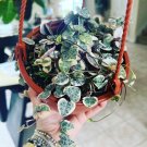 variegated string of hearts plant Pot Included