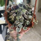 variegated string of hearts plant 6” Basket Super Full Long Strings