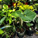 Alocasia Mickey Medium-large Size With Pot Included