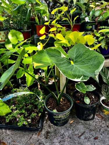 Alocasia Mickey Medium-large Size With Pot Included