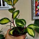 Hoyas plant included the pot