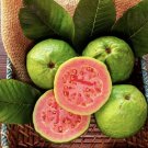 Pineapple Guava Tree Organic In Pot 2” Or 3”