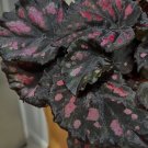 Begonias and Coleus included the pot