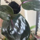 Geogenanthus Culiatus Planar 6” Vase Included Med Size