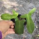 Philadendrum Ghost In Pot