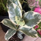 Fig Tree Variegate Plant In Vase Big Size 36”