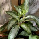 silver moon aglaomena plant medi size in vase