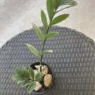 raven zz plant In Pot