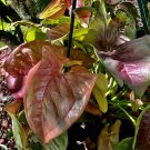 live plants indoor potted lazy pink plant with pot