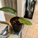 philodendron plants With Pot Included Med Size