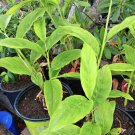 Shampoo ginger root plant In Pot