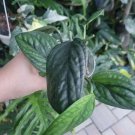 mostera Peru plant In Pot