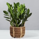 Zz Plant In Vase Big Plant Live And Múltiples Branch’s Rooted