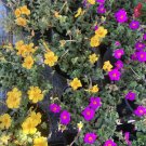 portulaca plants Portulaca Plants in pot 1/2 gallon size