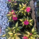Live Plants Hawaiana and hibiscus plant with pot included 10 ea