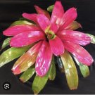 Live Plants Bromelias Red And Pink With Pot Included