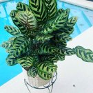 Calathia Plant With Pot Included Med Size