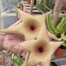 Starfish Plant In Pot