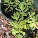 Kleinia petraea Plant In Basket