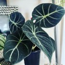 Anthurium Plant In Vase Med Size Exotic Plant In Or Outdoor