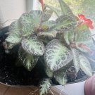 Primulina Live Plant In Vase In Or Outdoor