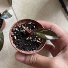 pink princess live plants Starting Plant With Pot Included