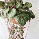 begonia Strawberry plants houseplants In Pot