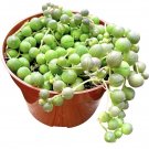 live plants indoor potted string of pearls
