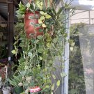 Hoya Plant Variagate Basket And Long Strings